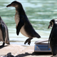 A Humboldt penguin jump off scales. (Reuters/Neil Hall)